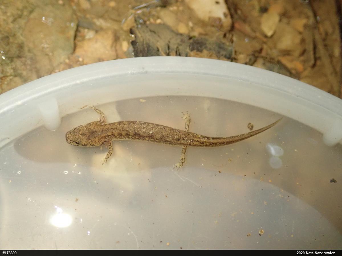 Northern Two-lined Salamander