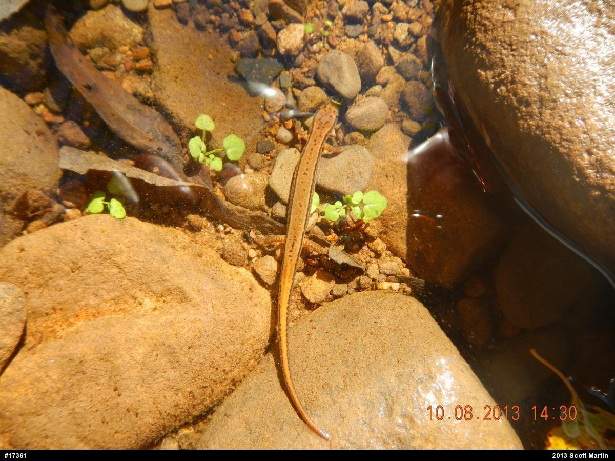 Northern Two-lined Salamander