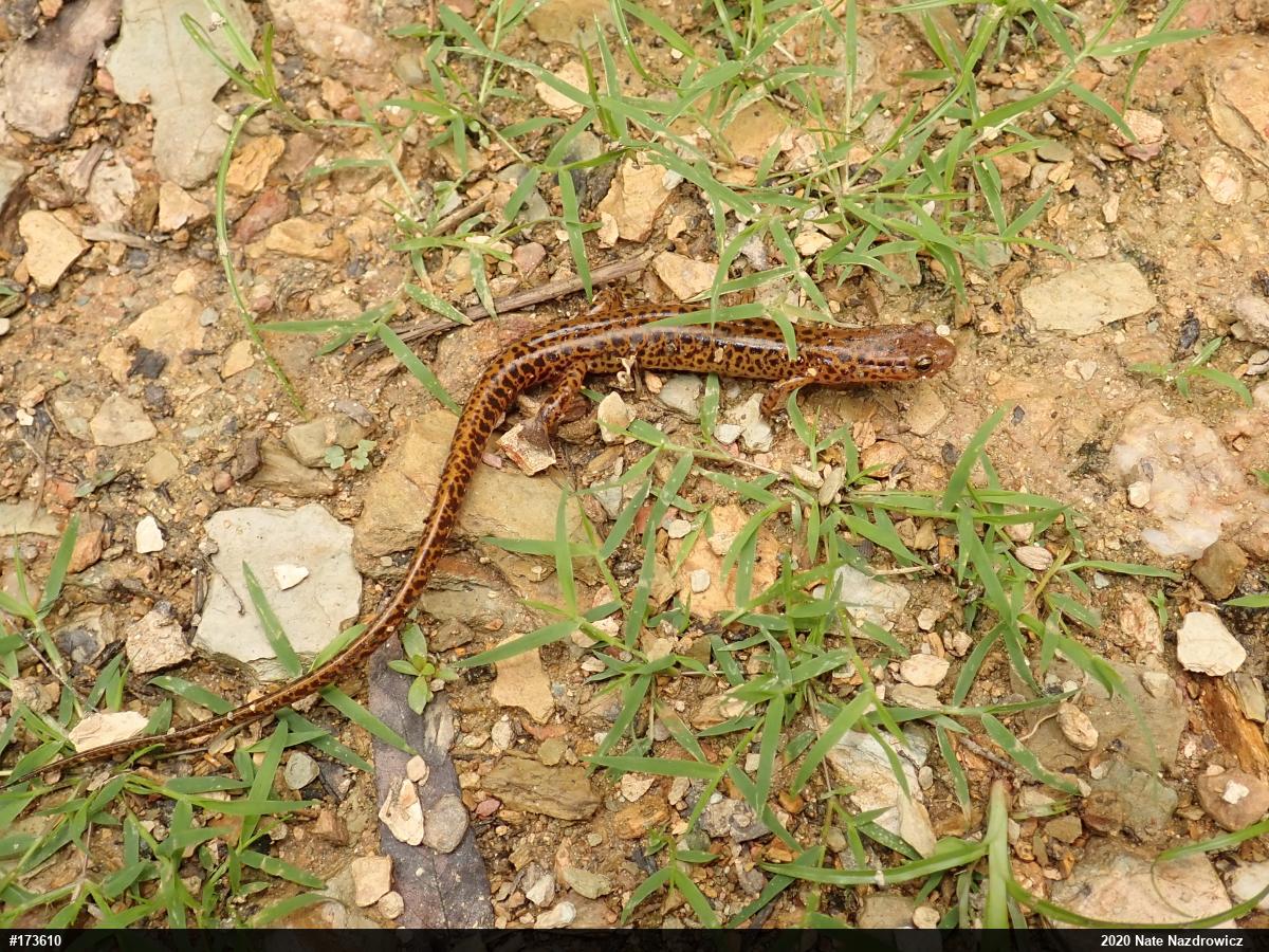 Eastern Long-tailed Salamander