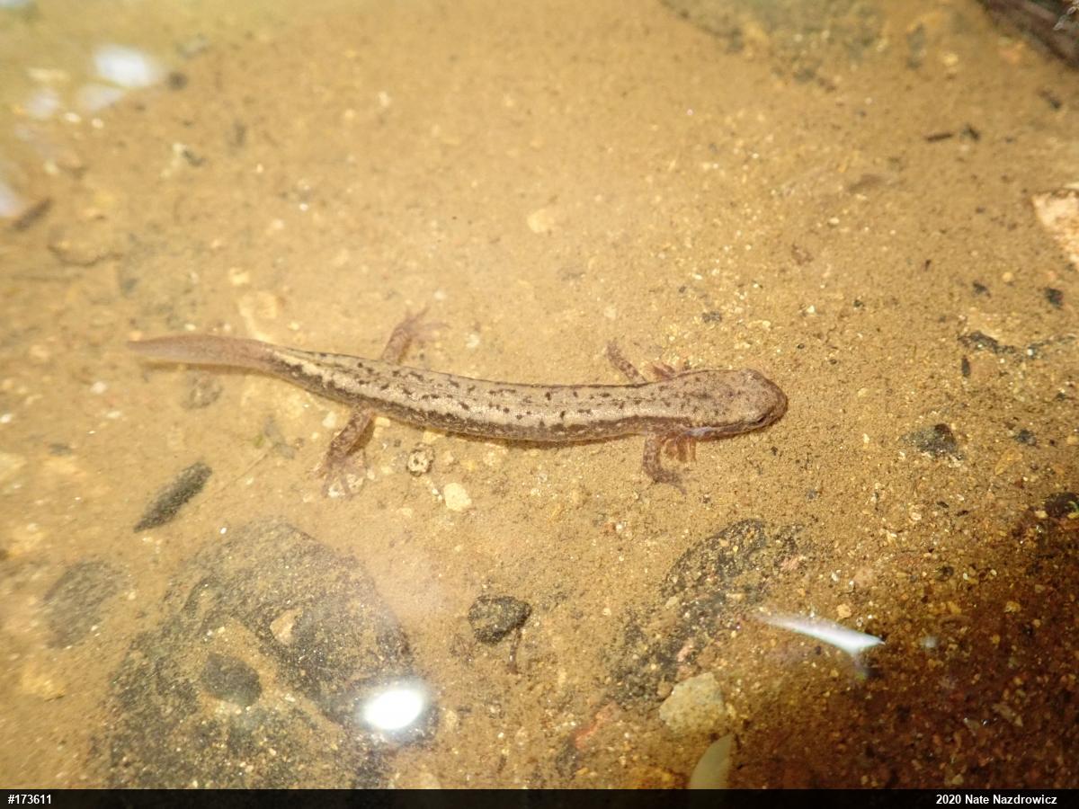 Northern Two-lined Salamander