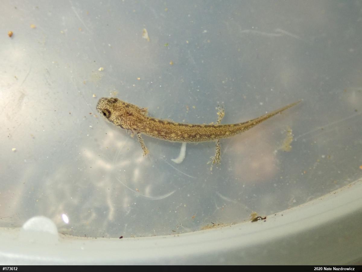 Northern Two-lined Salamander