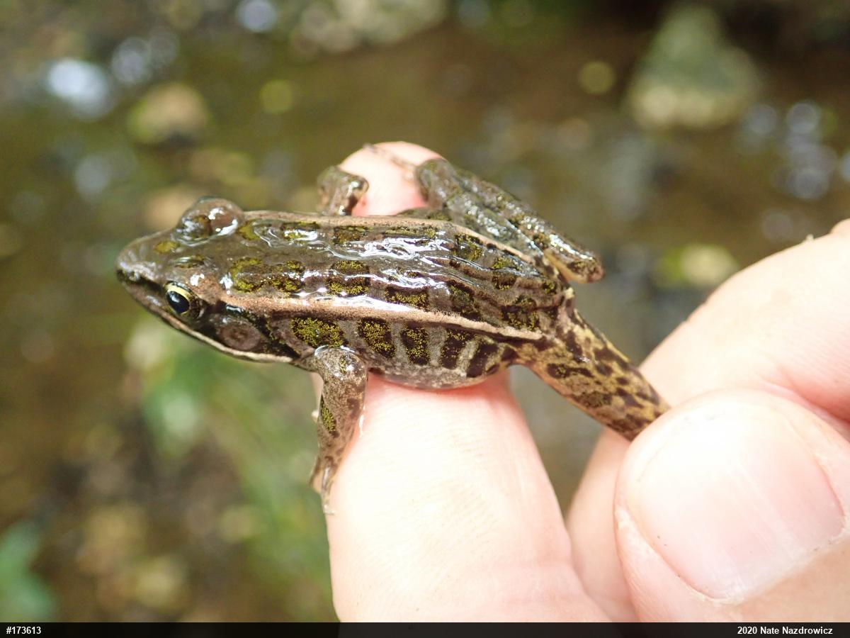 Pickerel Frog