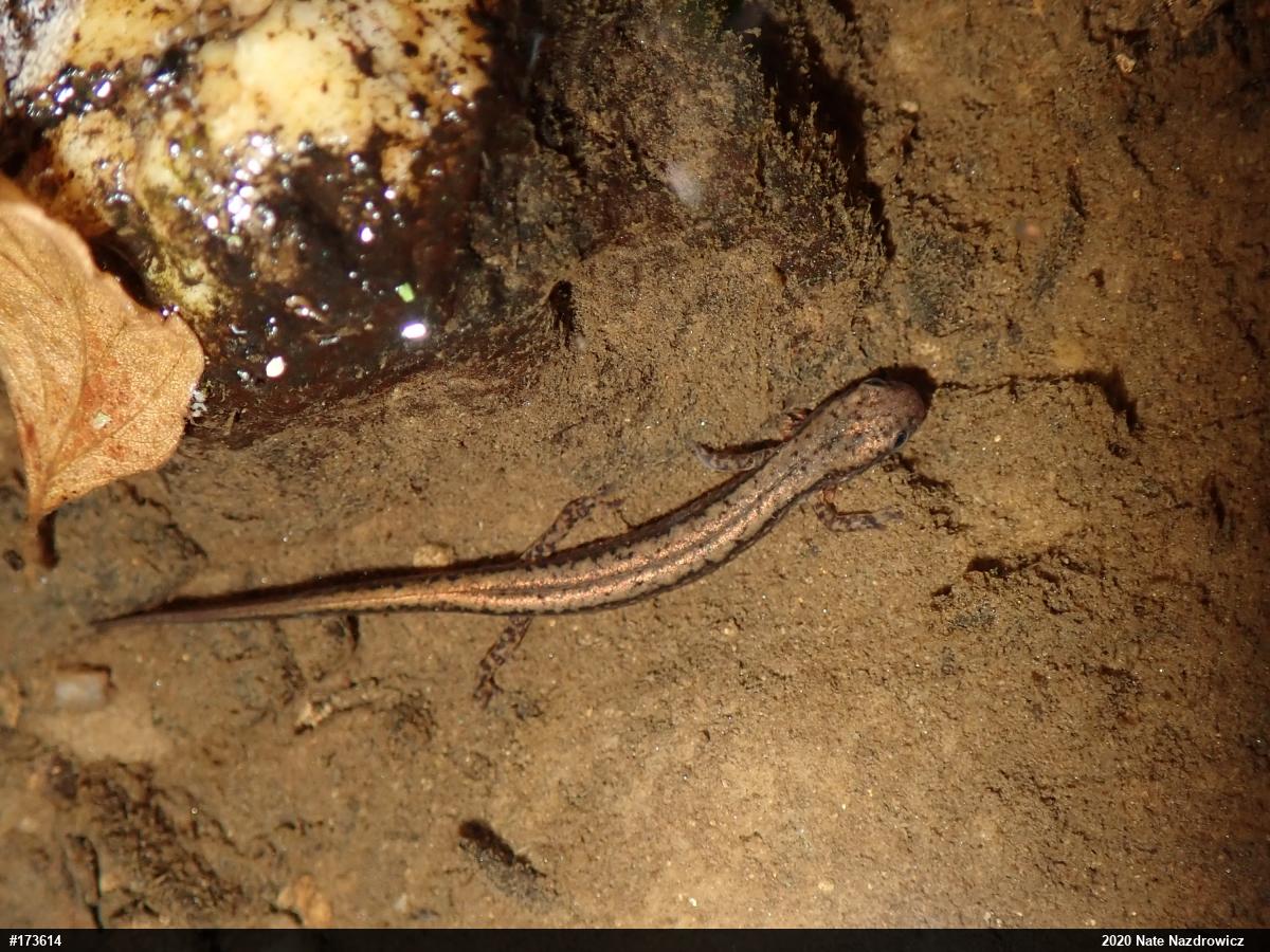 Northern Two-lined Salamander