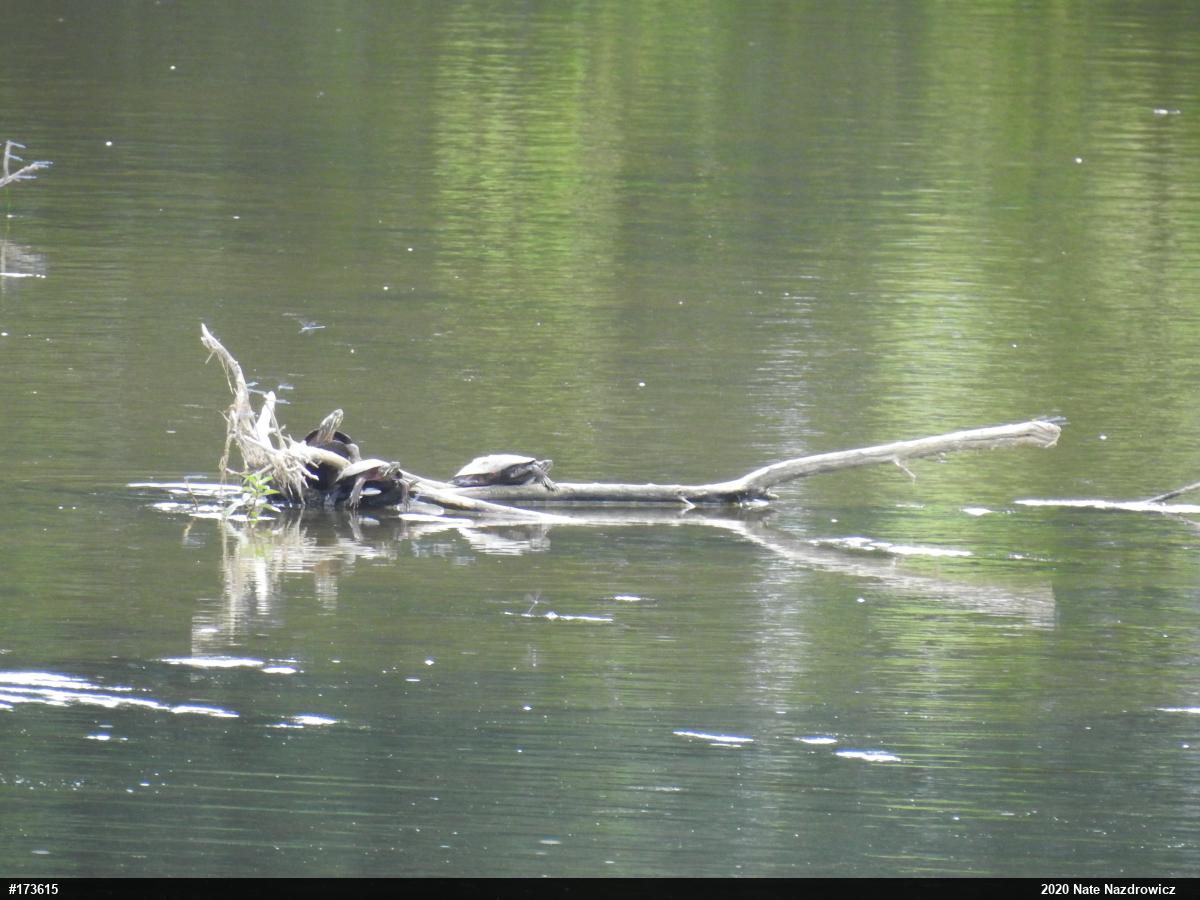 Painted Turtle