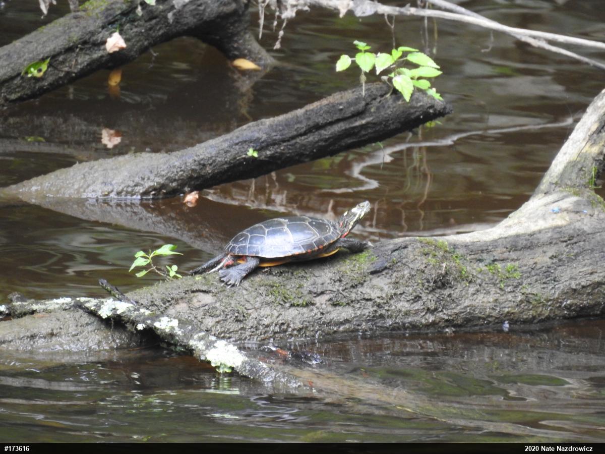 Painted Turtle