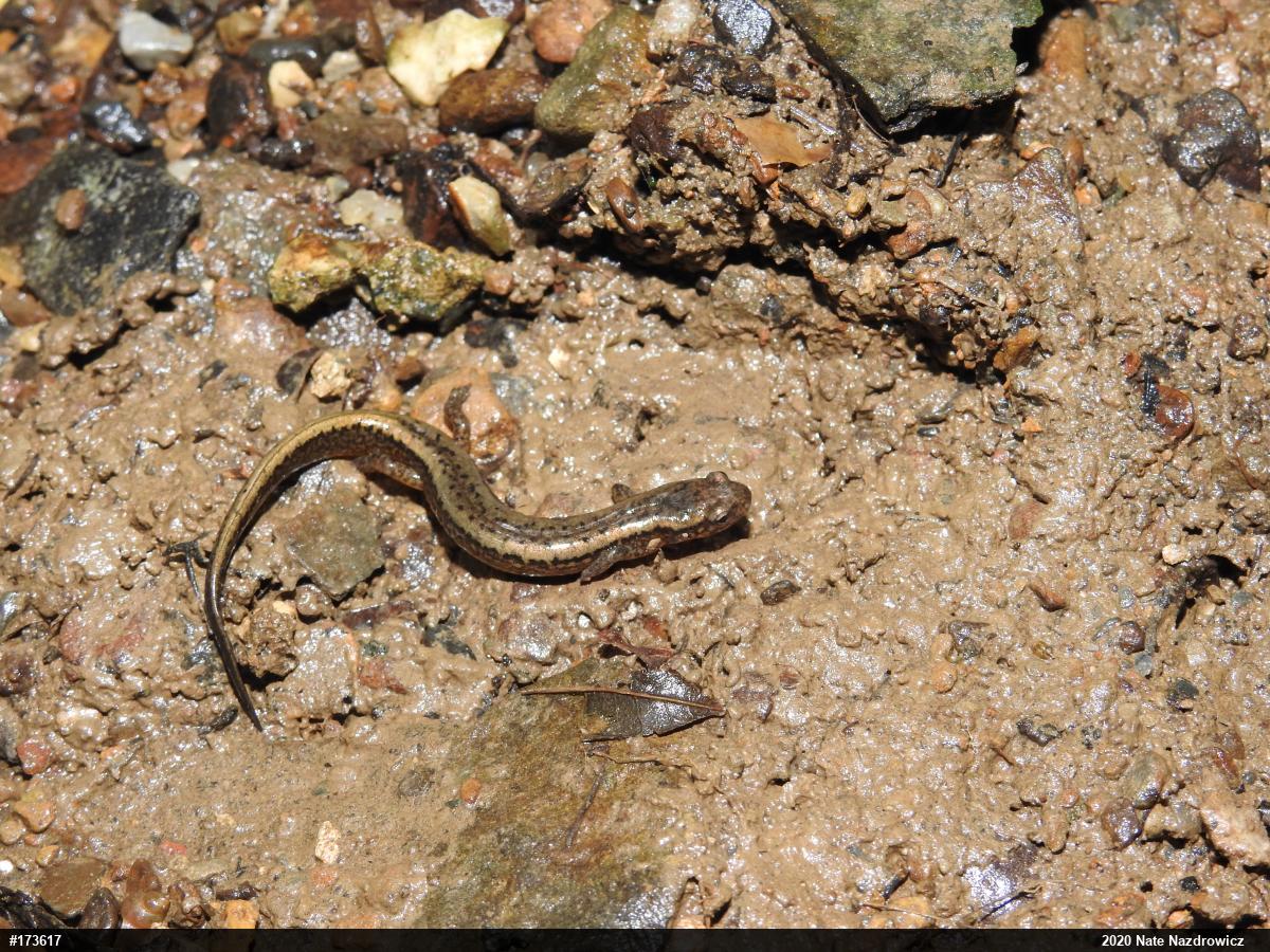 Northern Two-lined Salamander