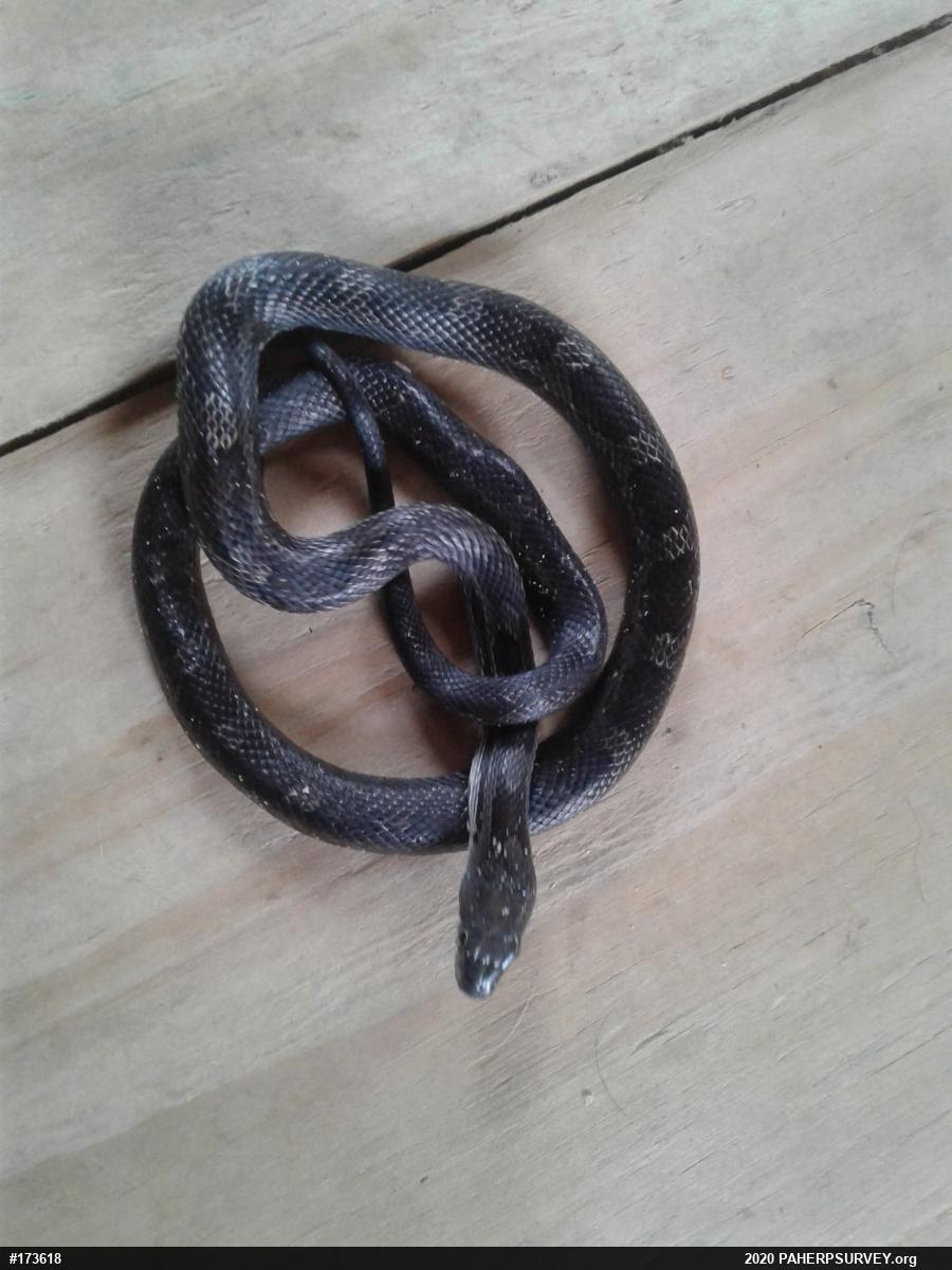 Eastern Ratsnake