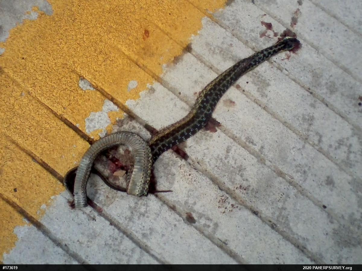 Eastern Gartersnake