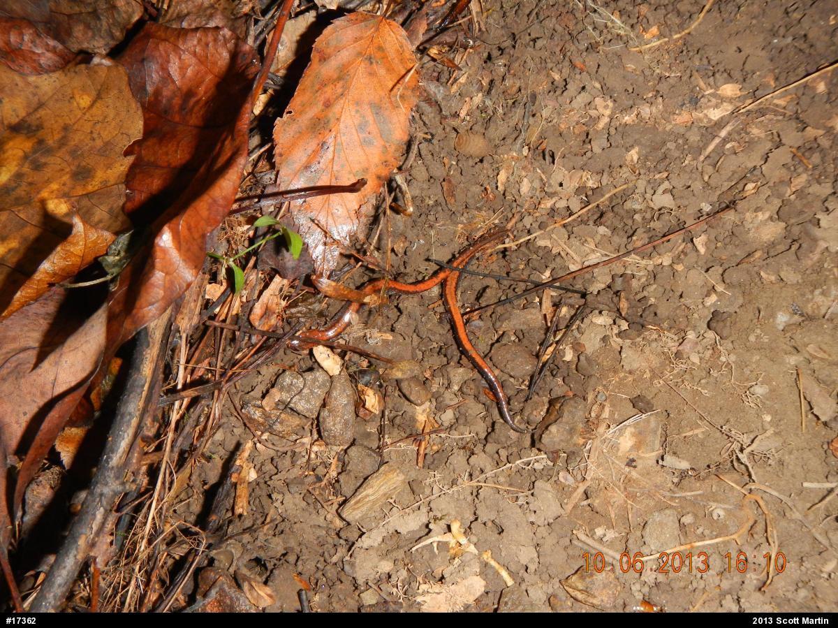 Eastern Red-backed  Salamander