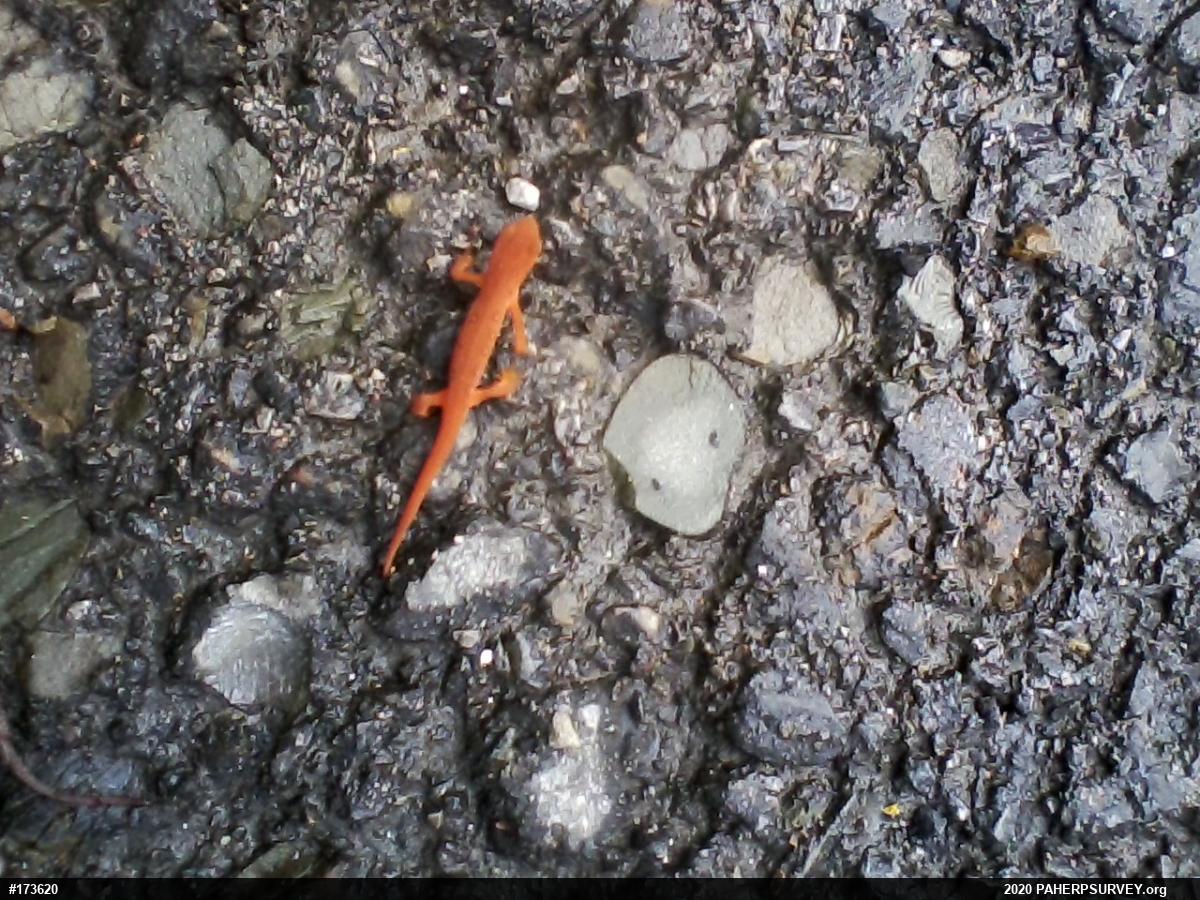 Red-spotted Newt