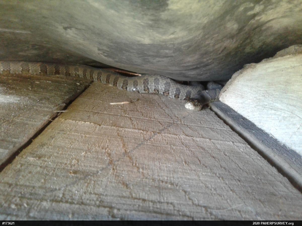 Northern Watersnake