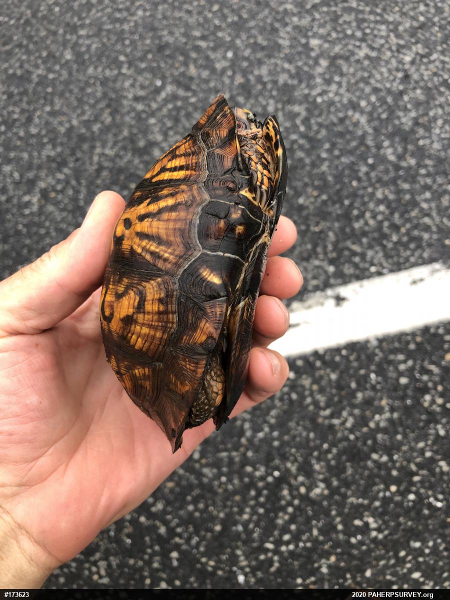 Eastern Box Turtle