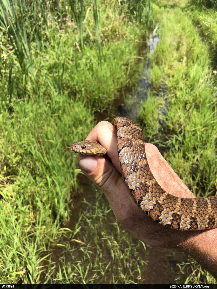Northern Watersnake