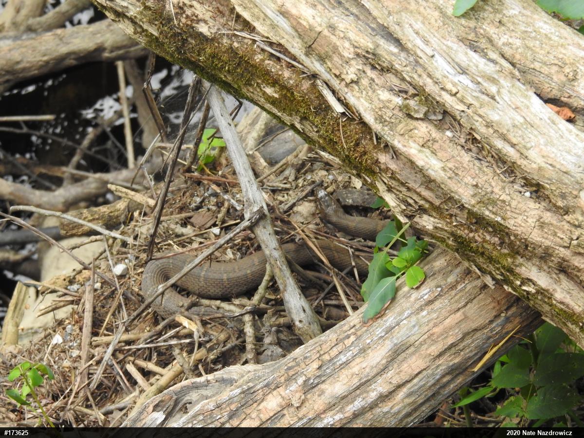 Northern Watersnake