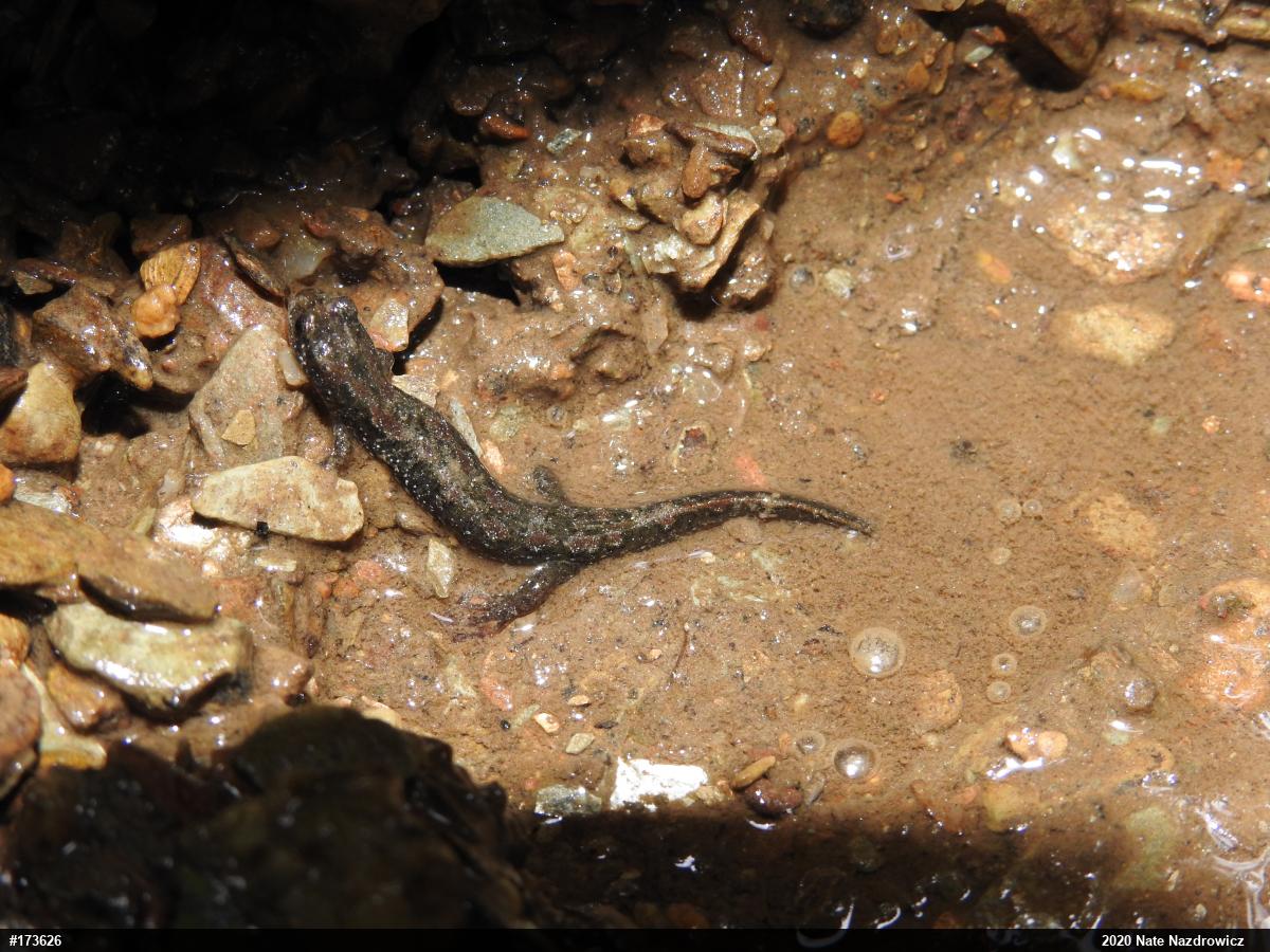 Northern Dusky Salamander