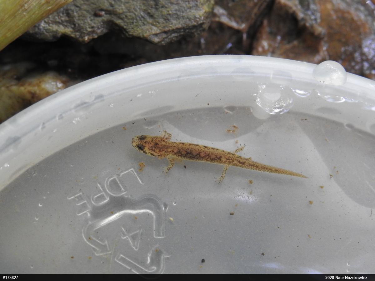 Northern Two-lined Salamander