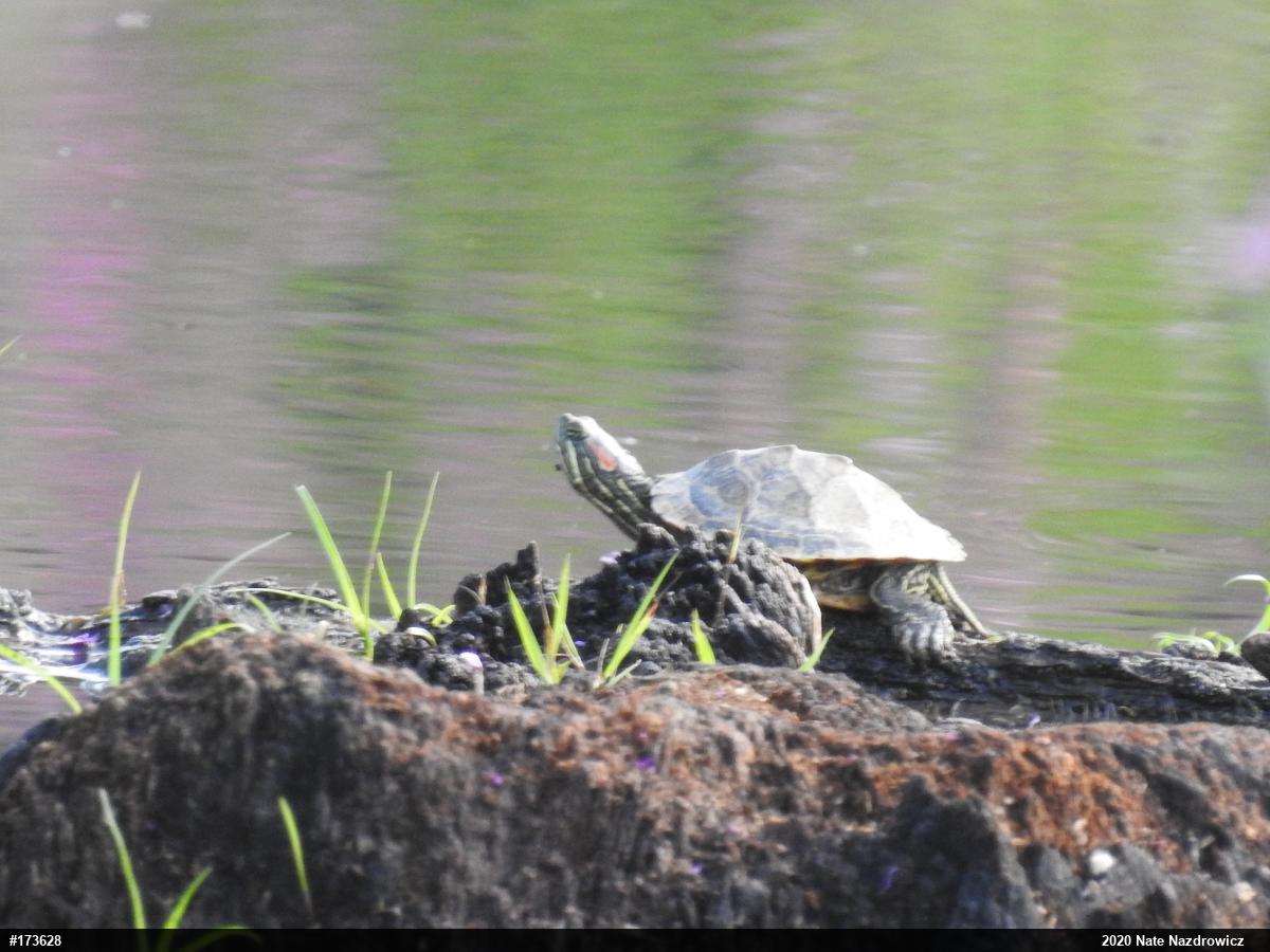 Red-eared Slider