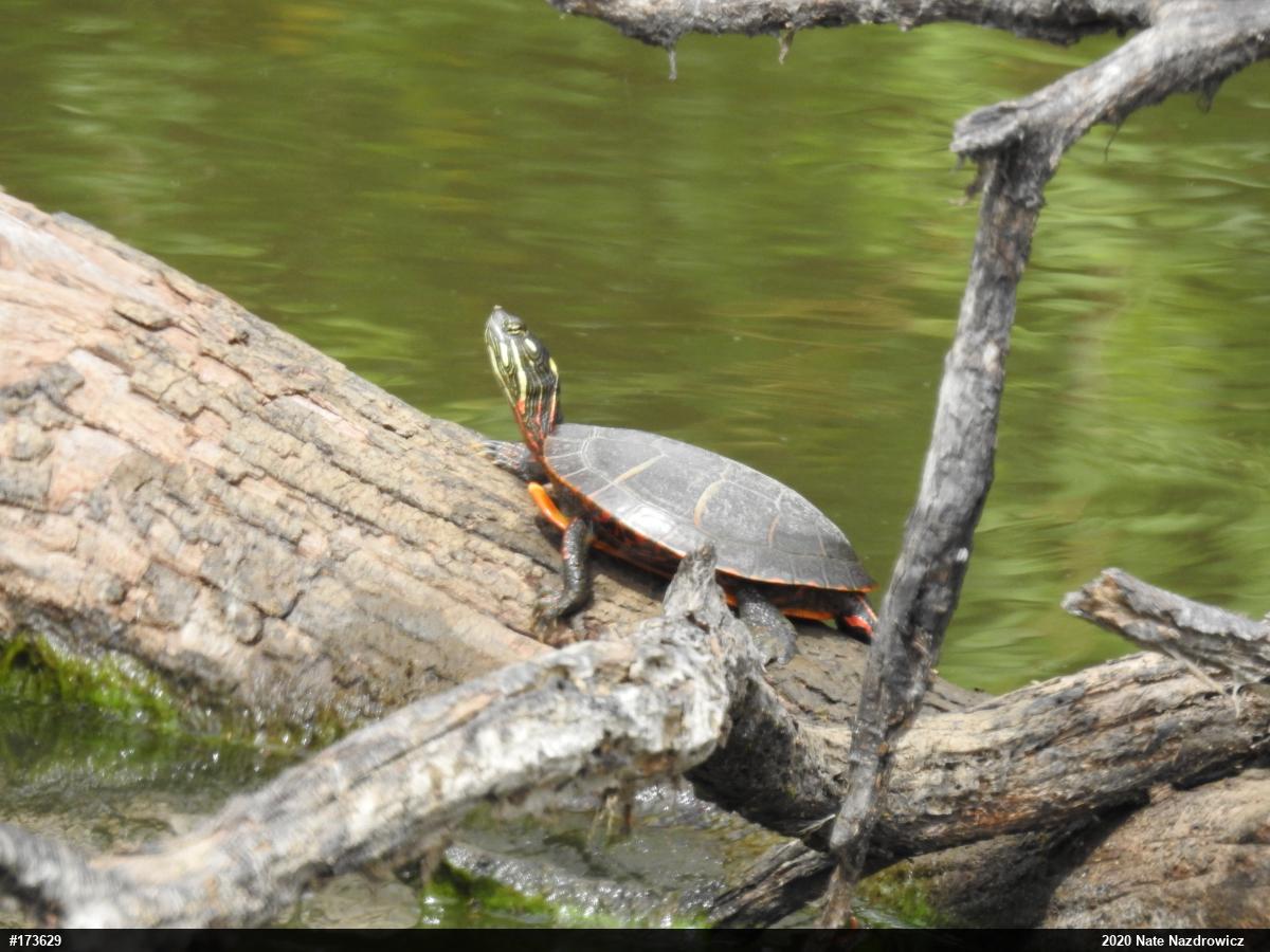Eastern Painted Turtle