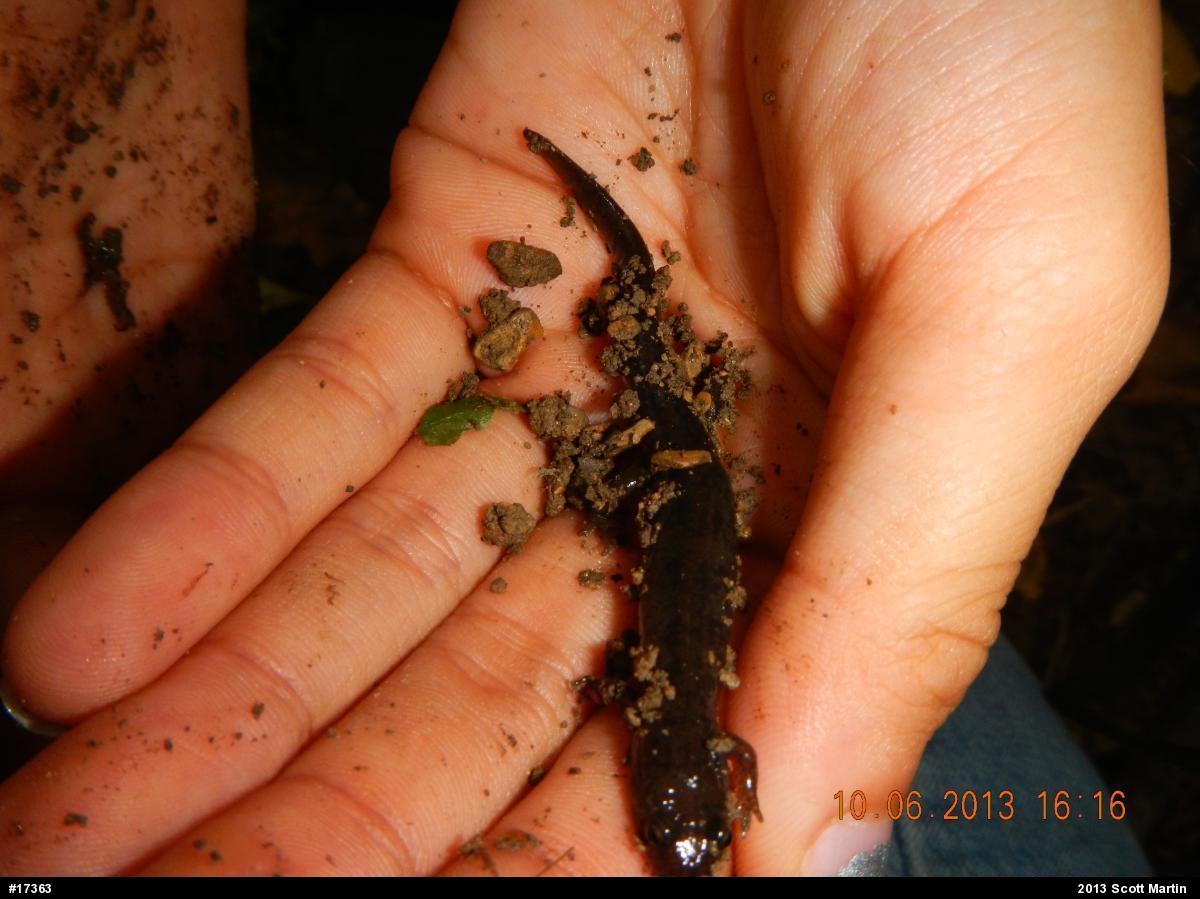 Northern Dusky Salamander