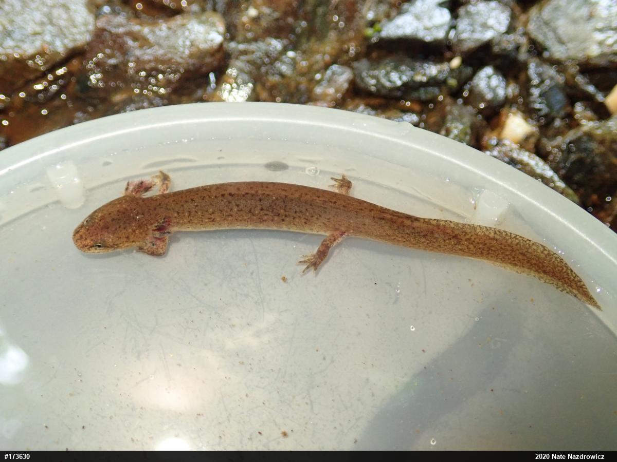 Northern Red Salamander