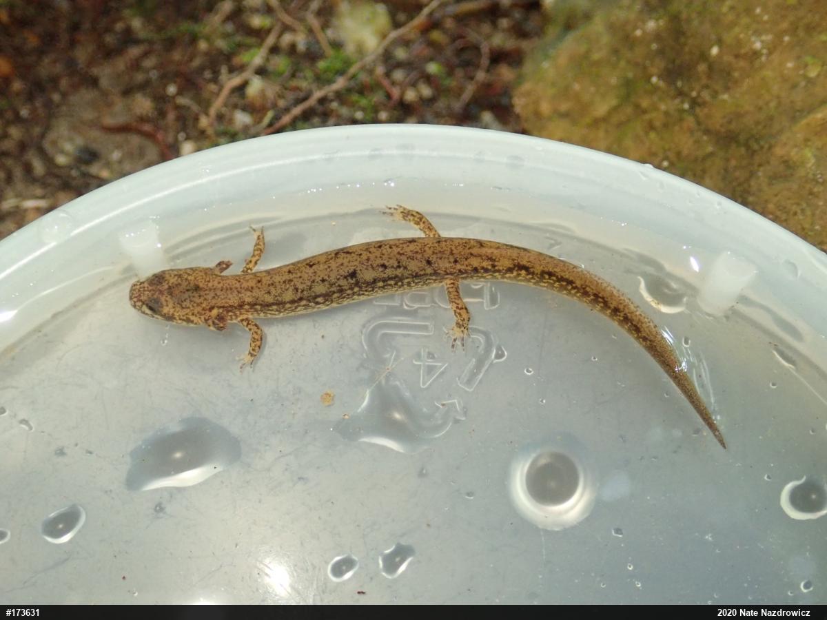 Northern Two-lined Salamander