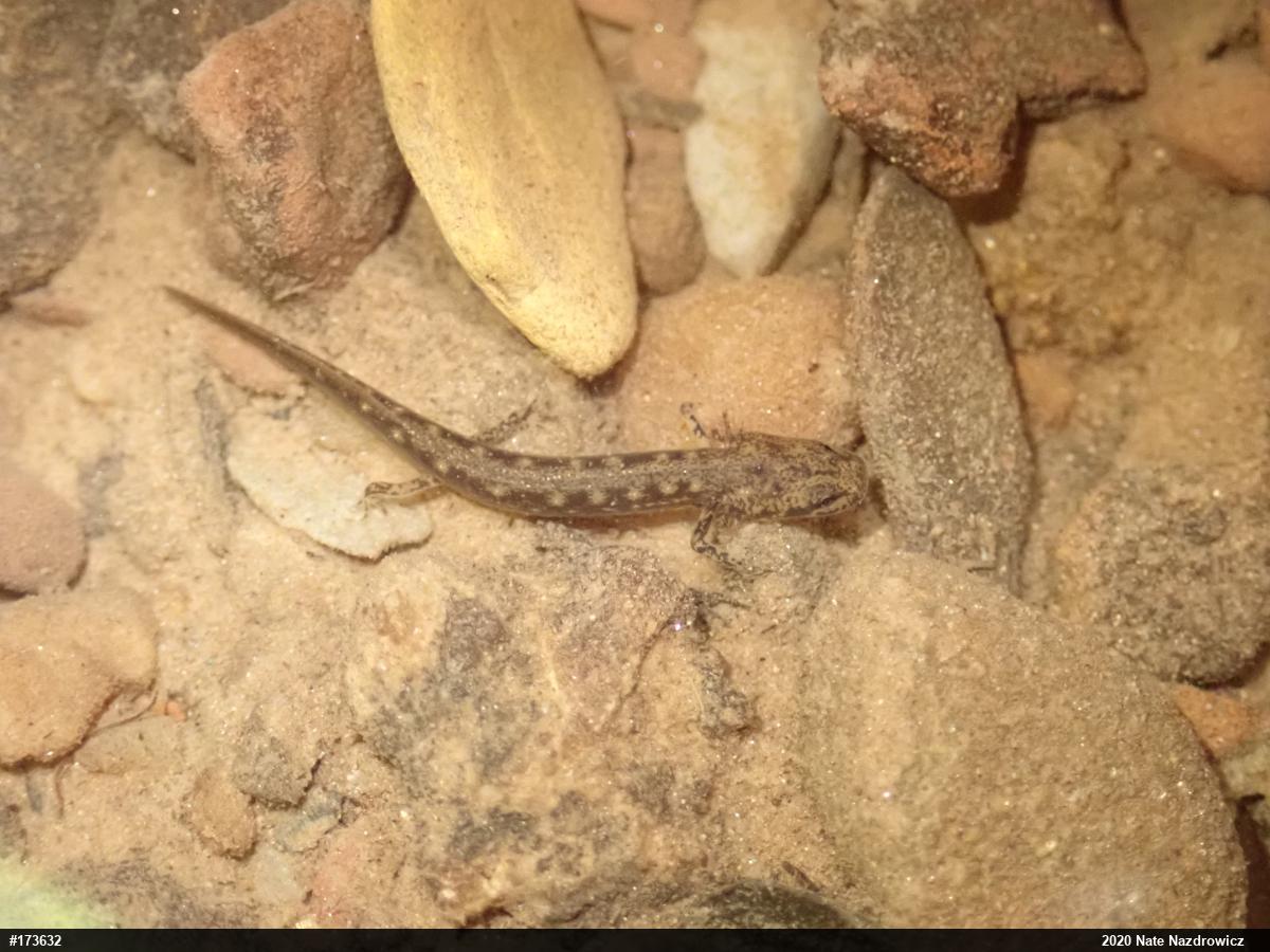 Northern Two-lined Salamander