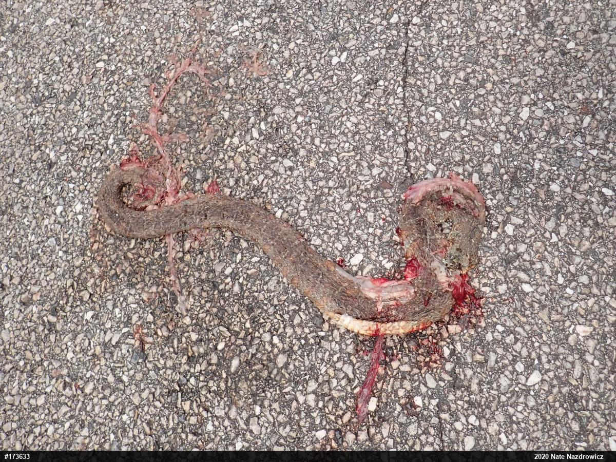 Northern Watersnake