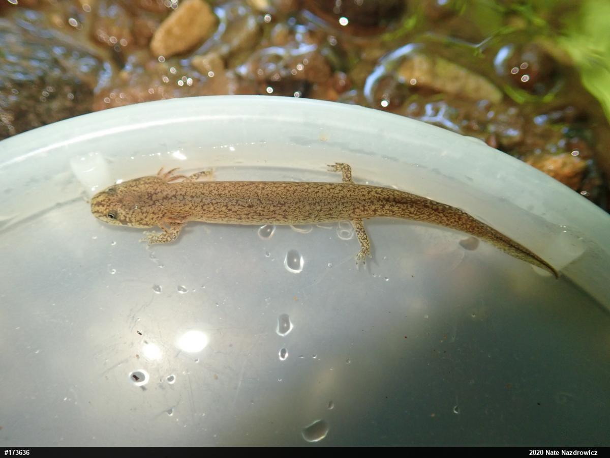 Northern Red Salamander