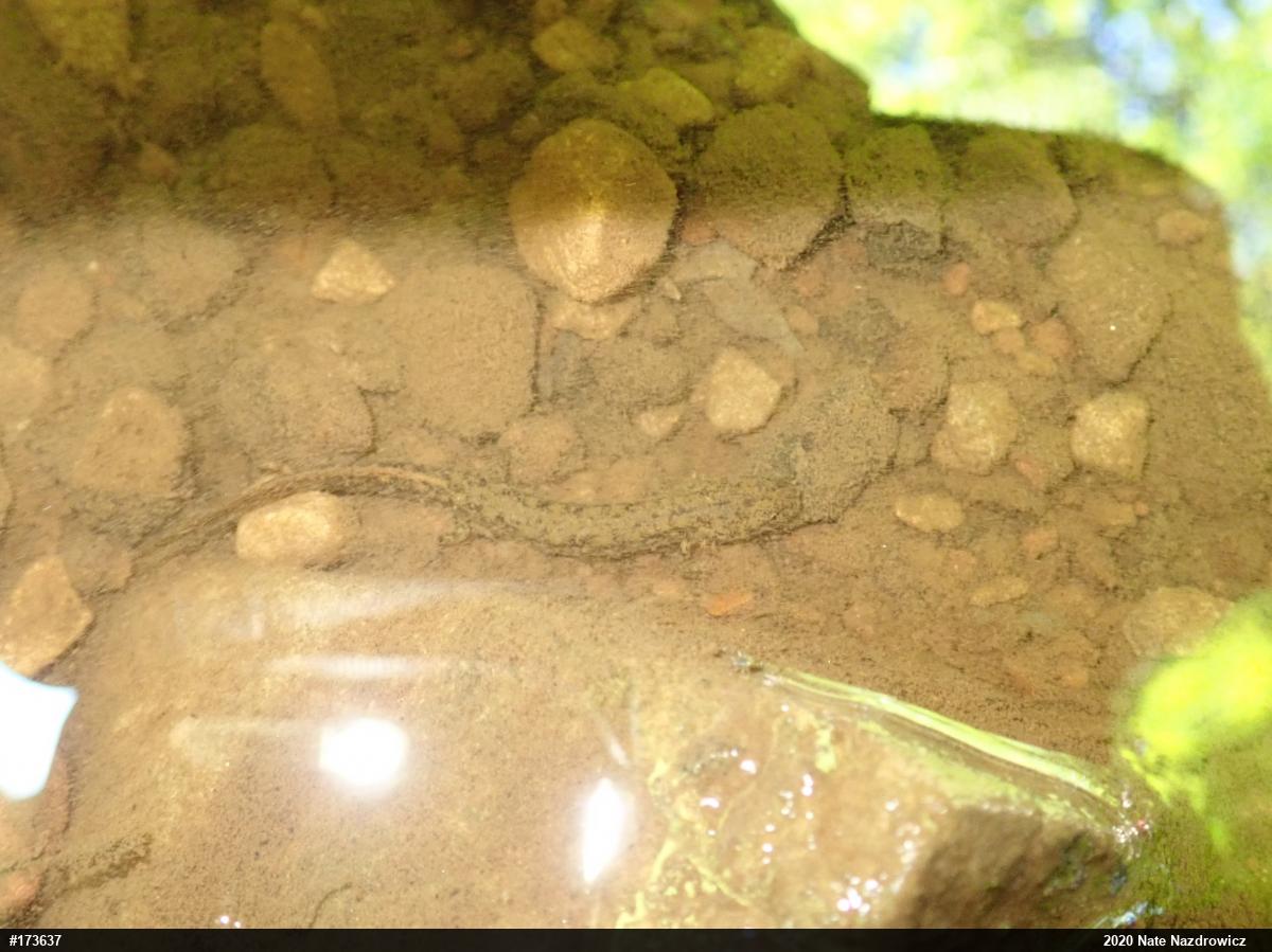 Northern Two-lined Salamander
