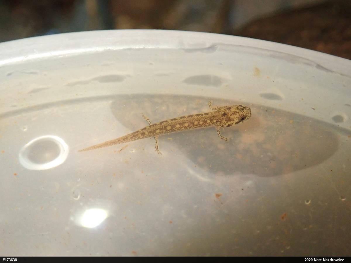 Northern Two-lined Salamander