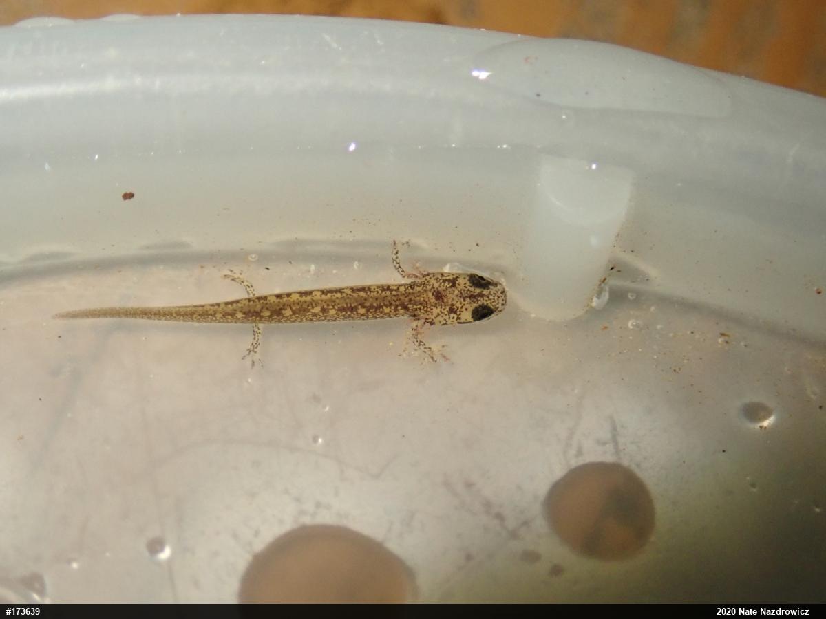Northern Two-lined Salamander