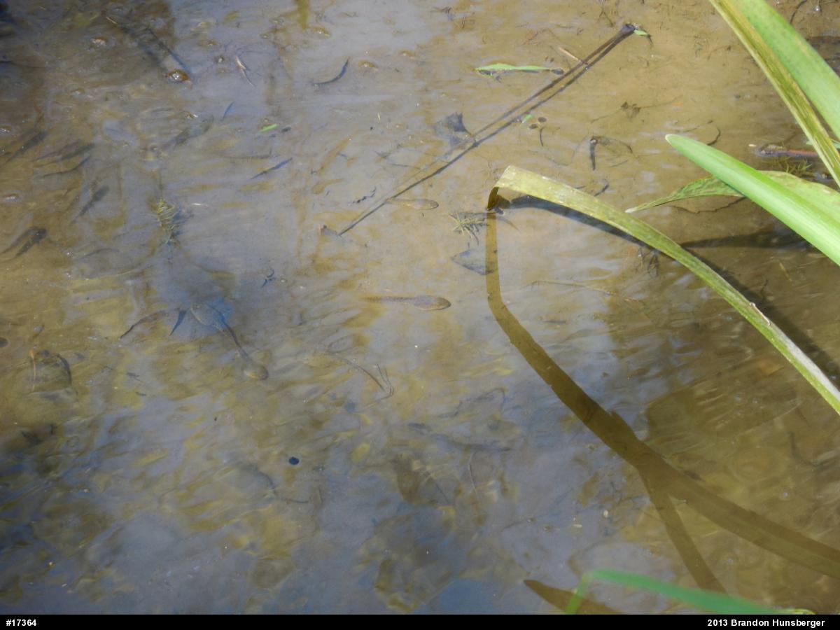Green Frog