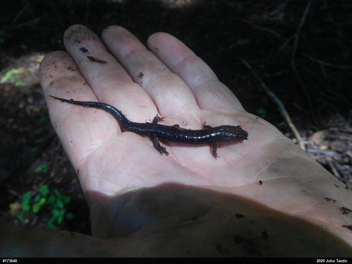 Allegheny Mountain Dusky Salamander