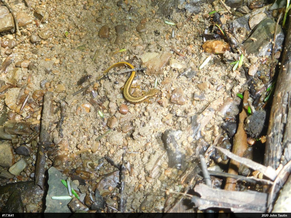 Northern Two-lined Salamander