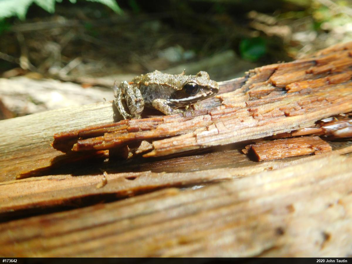 Wood Frog