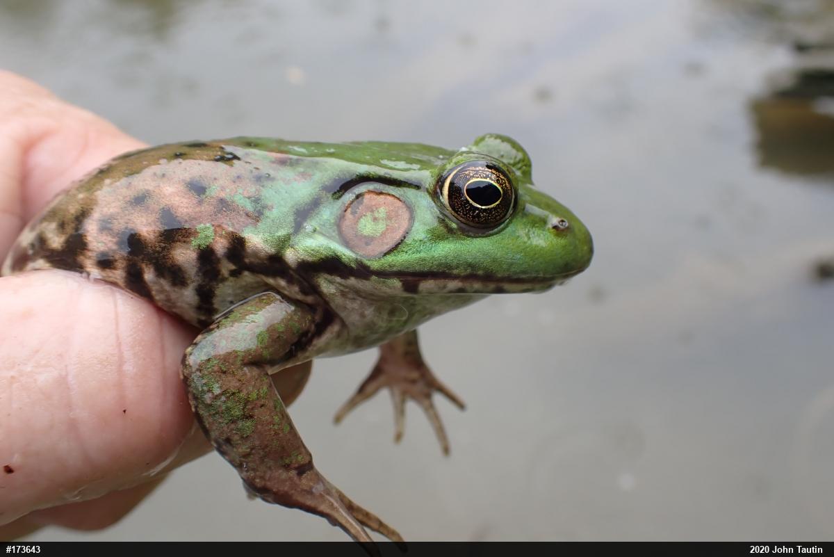 Green Frog