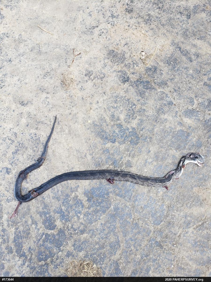 Eastern Ratsnake