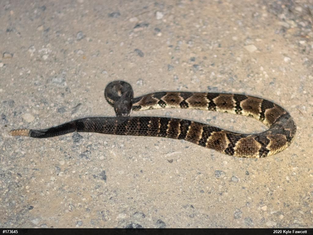 Timber Rattlesnake