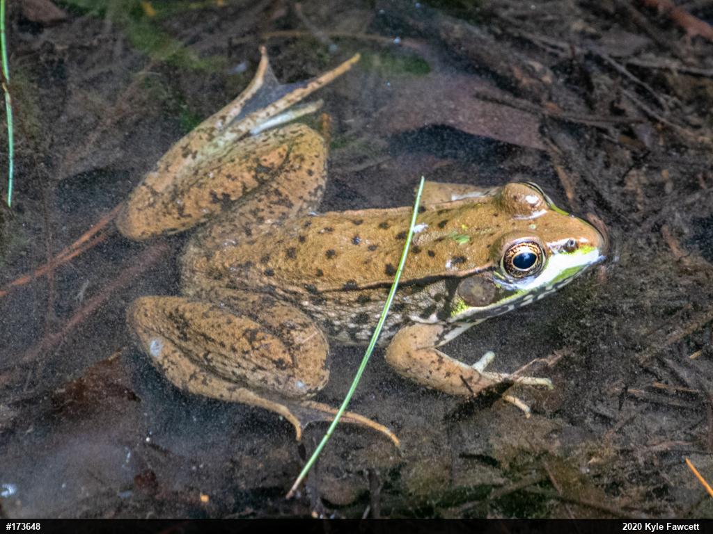 Green Frog