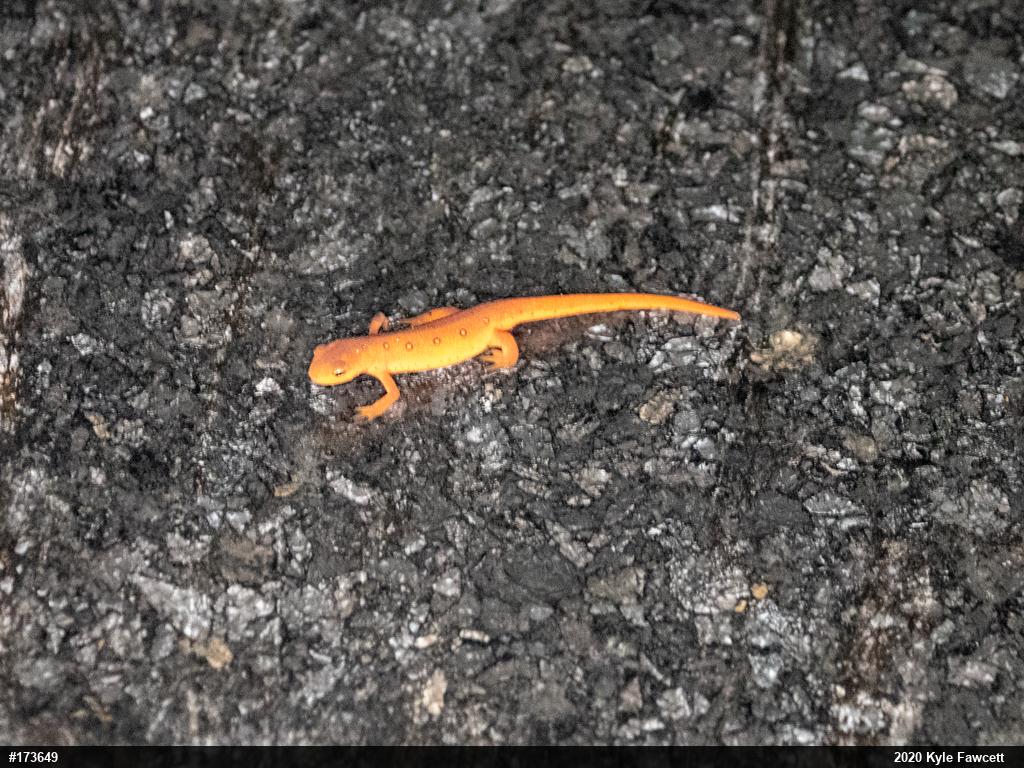 Red-spotted Newt