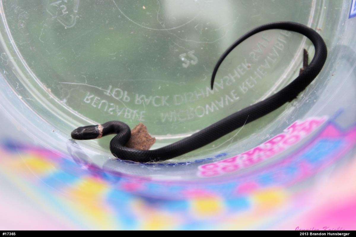 Northern Ring-necked Snake
