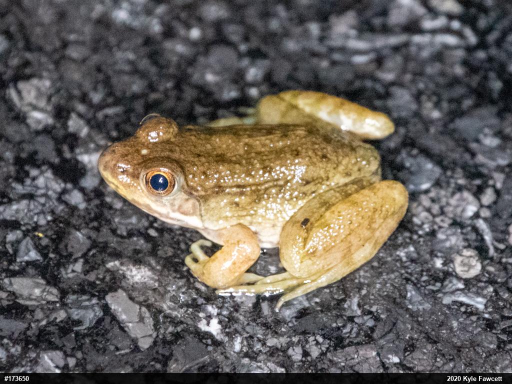 Green Frog