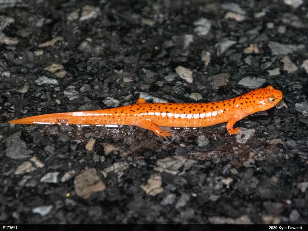 Northern Red Salamander