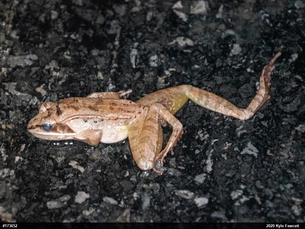 Wood Frog