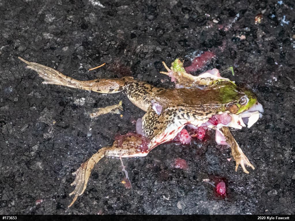 Green Frog