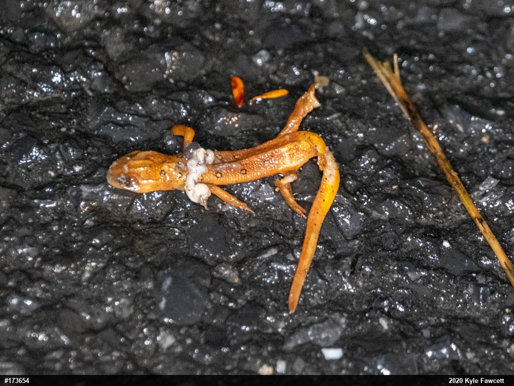 Red-spotted Newt