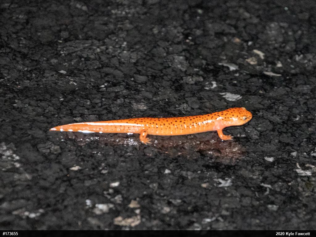 Northern Red Salamander