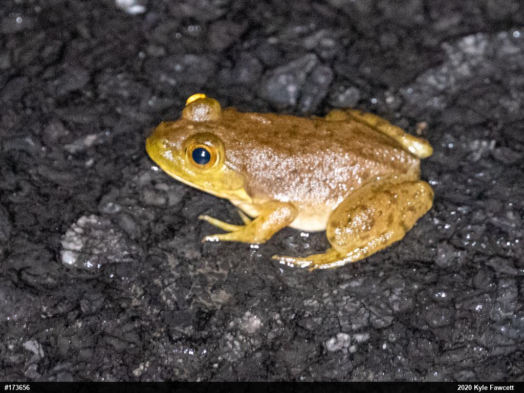 American Bullfrog