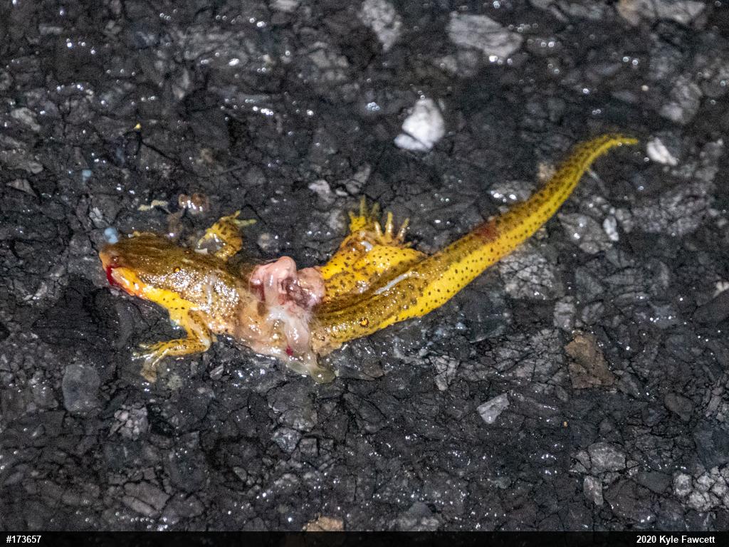 Red-spotted Newt