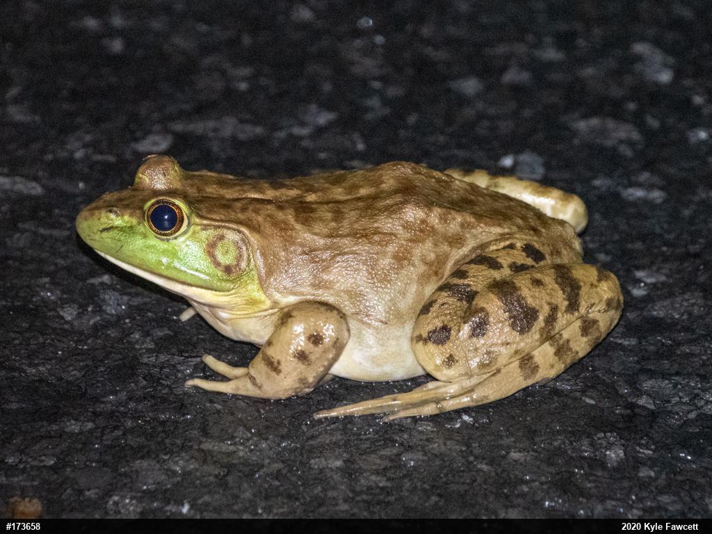 American Bullfrog